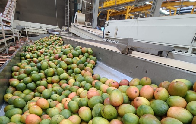 Presidente de EMEX: “El mango mexicano es un producto que el consumidor exige todo el año” 5 Presidente de EMEX: “El mango mexicano es un producto que el consumidor exige todo el año”