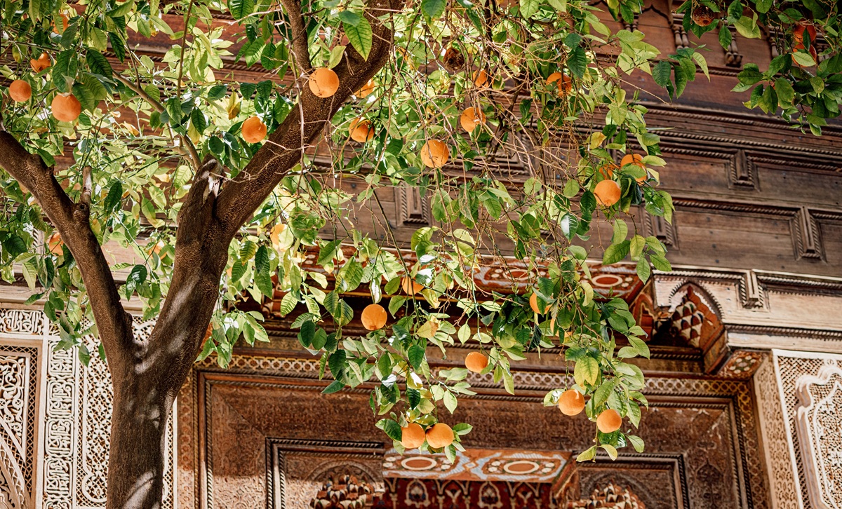 Marruecos proyecta mayor producción de cítricos en la temporada 2025/26 3 Marruecos proyecta mayor producción de cítricos en la temporada 2025/26