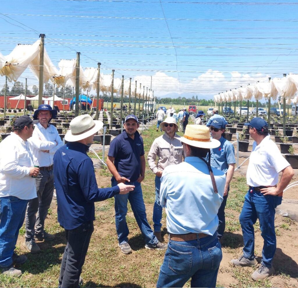 Investigación aplicada e innovación en arándanos para Chile 3 pf