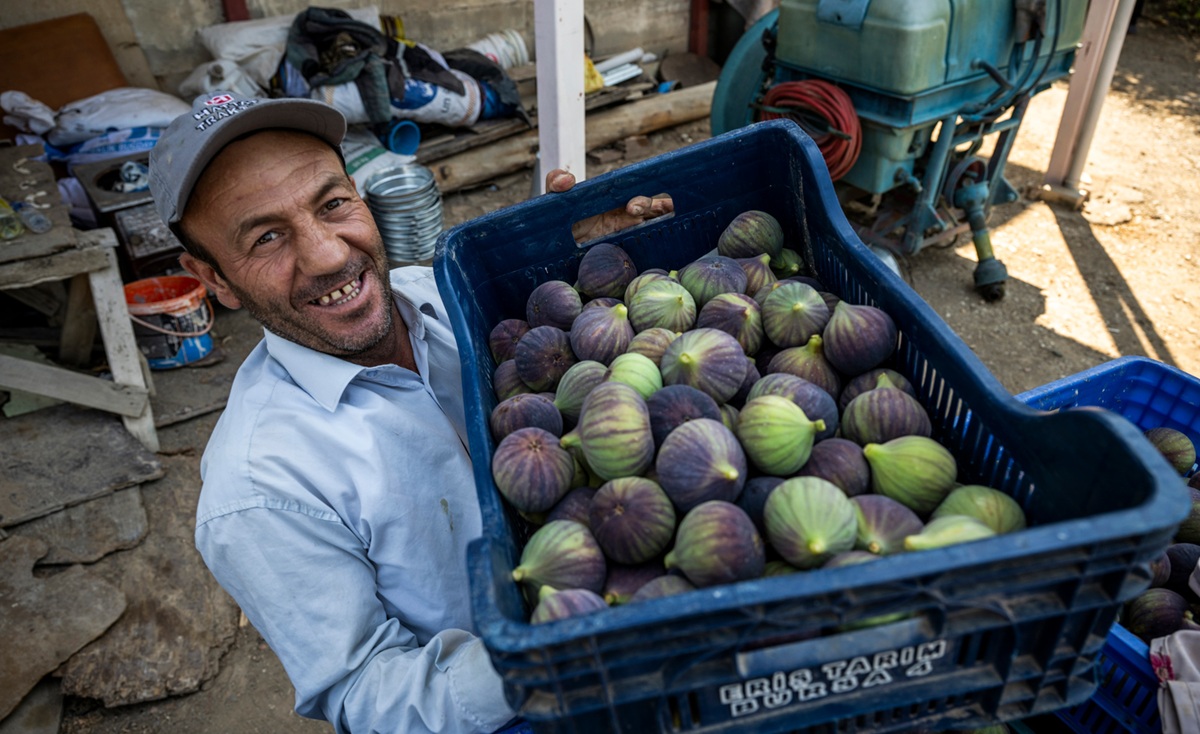 Los famosos higos negros de Bursa: un lucrativo trabajo hecho con amor en Turquía