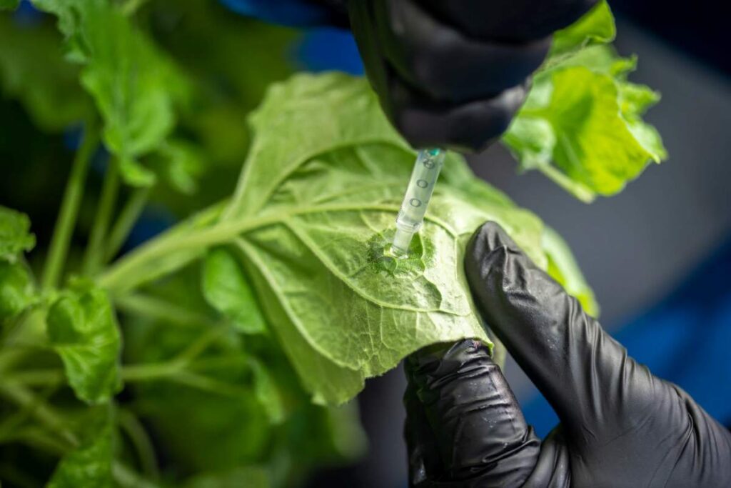 spray antibacteriano