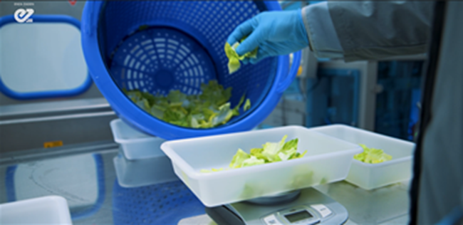 Genética de postcosecha actúa como seguro para productores e industrias de vegetales 3 Genética de postcosecha actúa como seguro para productores e industrias de vegetales