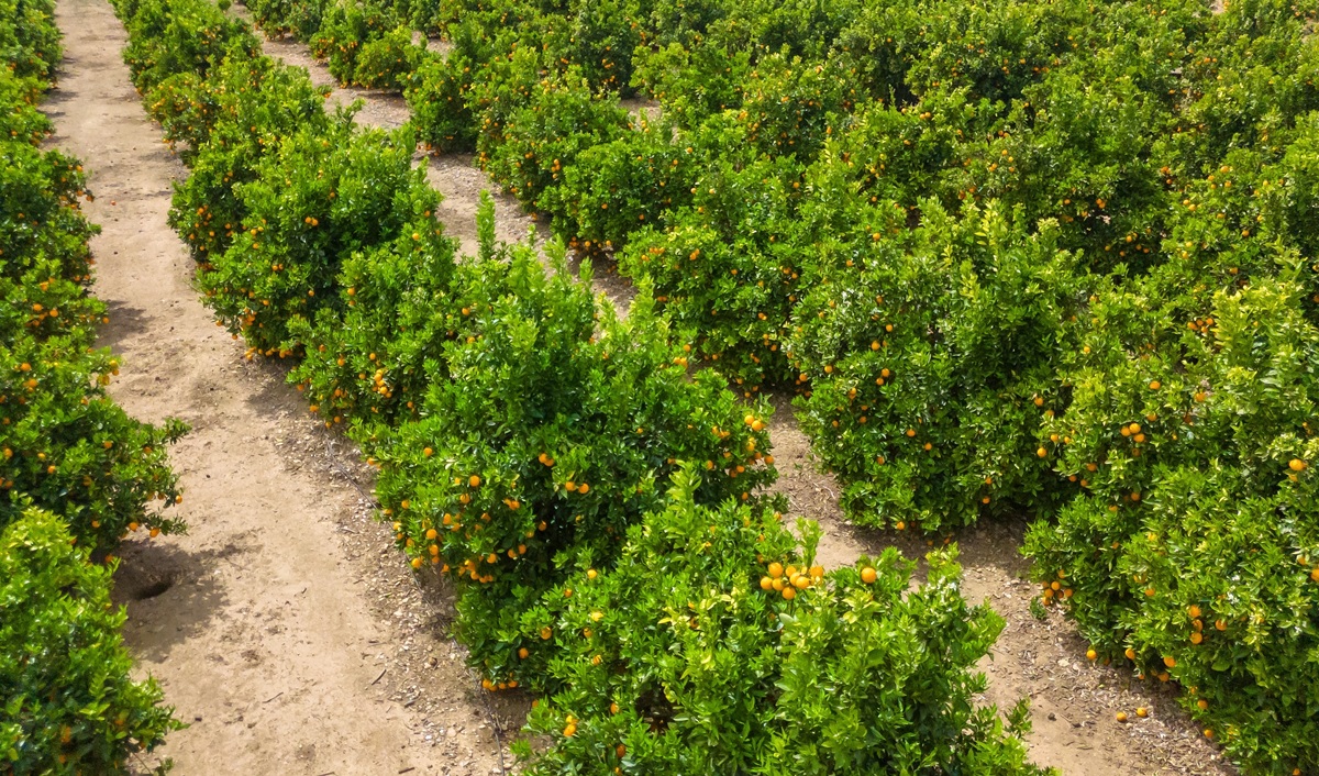 Colombia fortalece la vigilancia del HLB en cítricos con estudio conjunto entre el ICA y la Universidad Nacional de Colombia