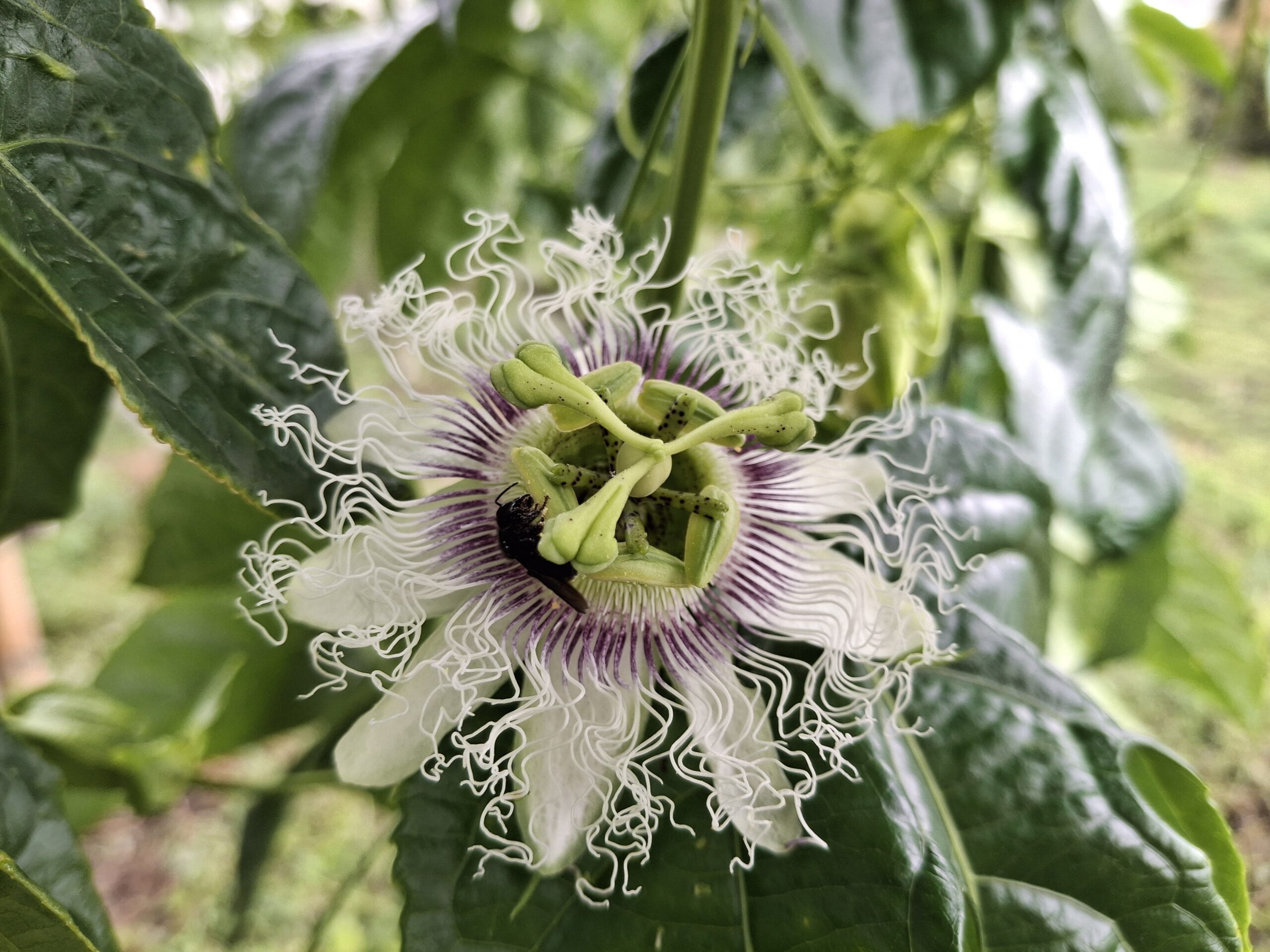 Cultivo de pasifloras colombianas