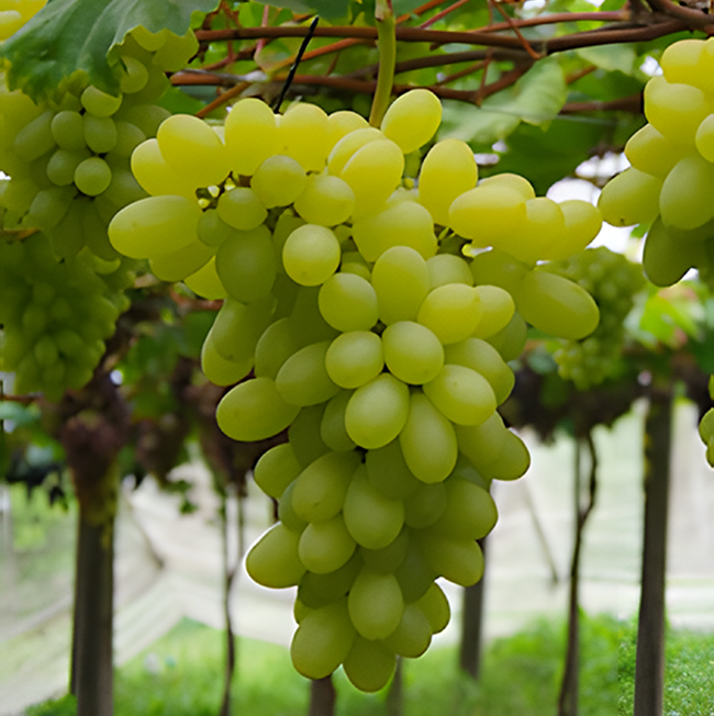 Embrapa lanza BRS Pérola, una nueva uva de mesa blanca sin semillas con potencial de hasta 30 t/ha