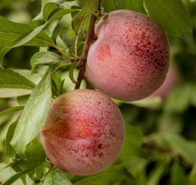 Ciruela African Delight™ consolida su posicionamiento exportador por sabor y excepcional postcosecha