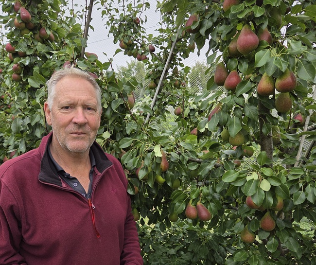 Segunda cosecha de peras QTee® en Australia triplica volúmenes del debut