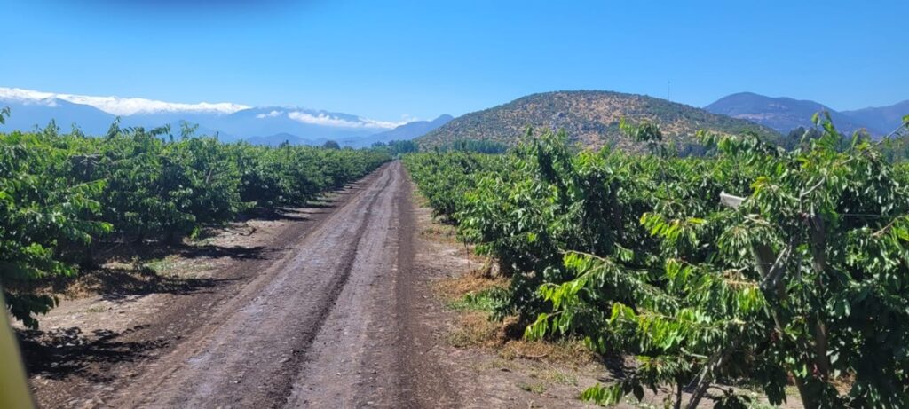 SVCorp: cómo la creatividad chilena está cambiando el agro desde sus caminos