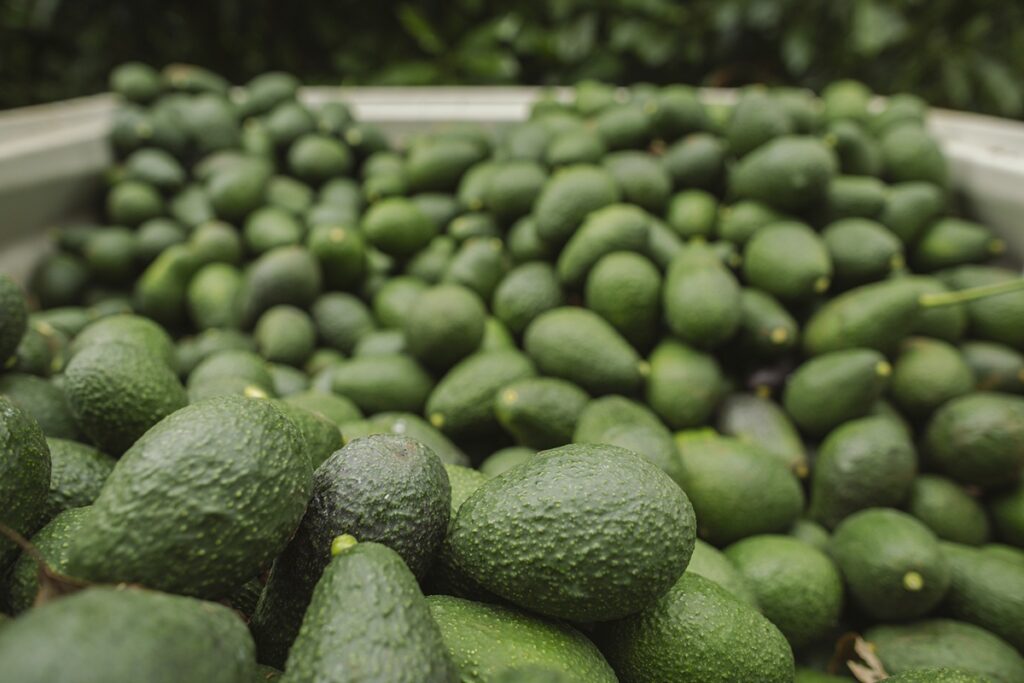 California Avocado Commission prevé altos volúmenes de aguacate por tercer año consecutivo