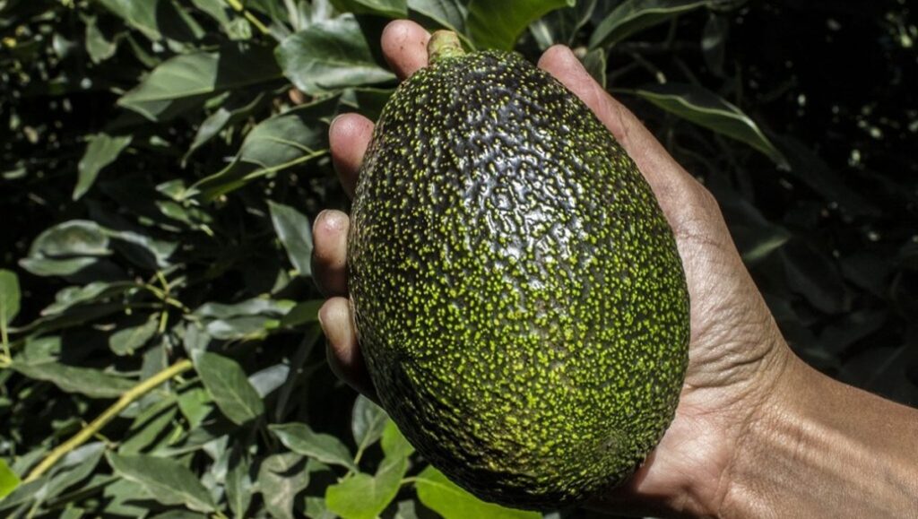 Aguacate GEM® se consolida como variedad premium en retail