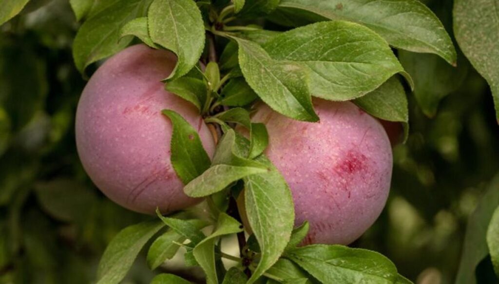 Ciruela African Delight™ se consolida como una opción atractiva para los productores en Chile