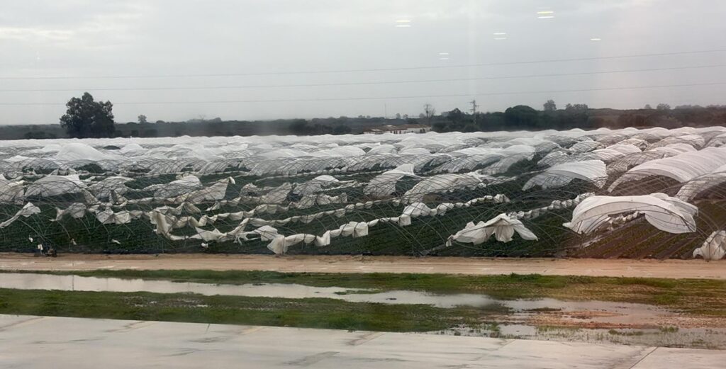 Freshuelva evalúa daños por borrascas y advierte fuerte impacto en la campaña de frutos rojos