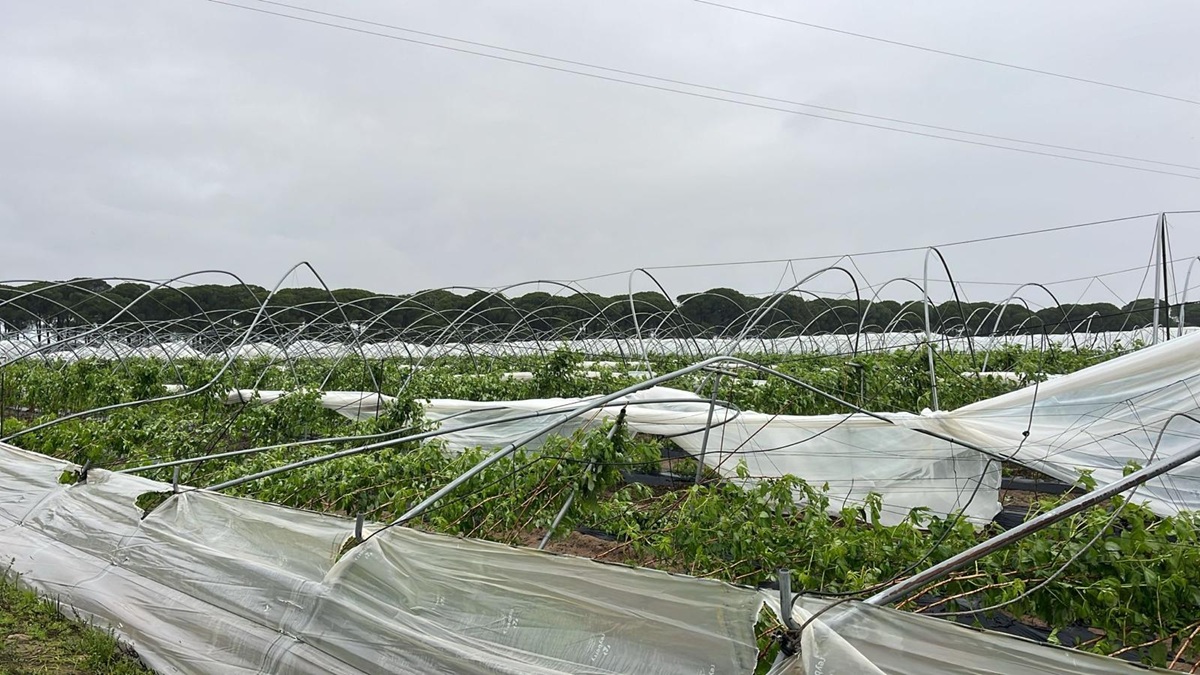 Freshuelva evalúa daños por el carrusel de borrascas y advierte fuerte impacto en la campaña de frutos rojos