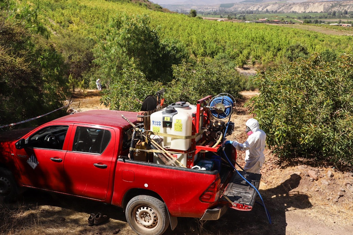 Chile: Ministerio de Agricultura destaca 50% de avance en erradicación de brotes de mosca de la fruta