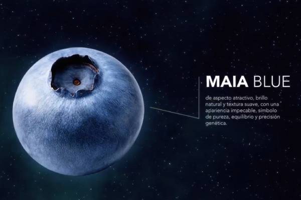 Camposol lanza ORIGEN, su nuevo programa de mejora genética de arándanos