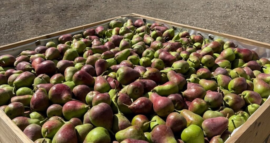 Segunda cosecha de peras QTee® en Australia triplica volúmenes del debut