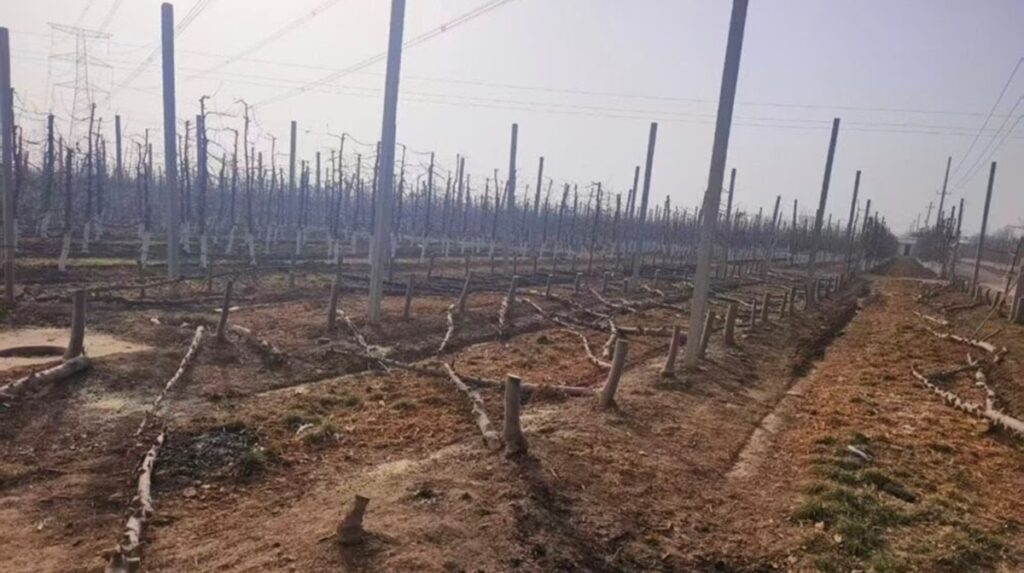 T&G logra nueva victoria en China y refuerza protección de su manzana ENVY®