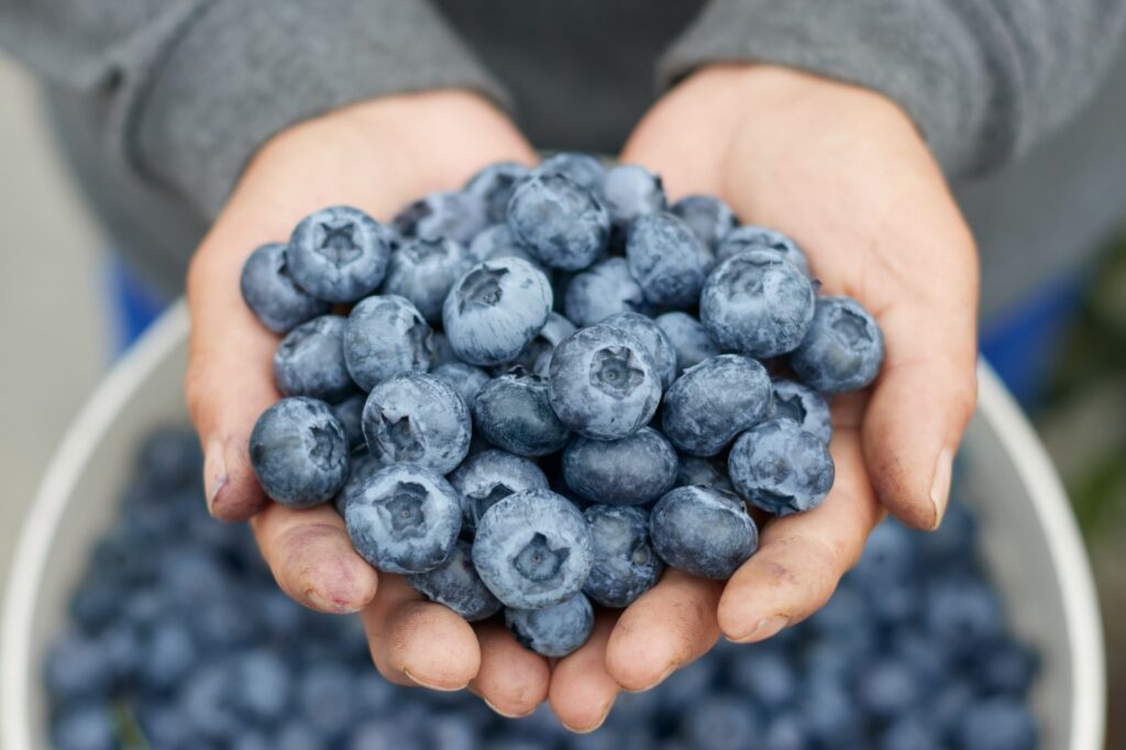 Industria de arándanos colombianos apuesta por tecnificación y crecimiento exportador