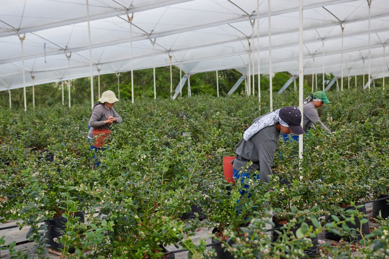 Industria de arándanos colombianos apuesta por tecnificación y crecimiento exportador 3 Cultivo de arándanos en Colombia