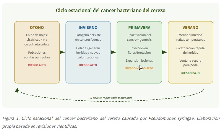 Cancer bacteriano