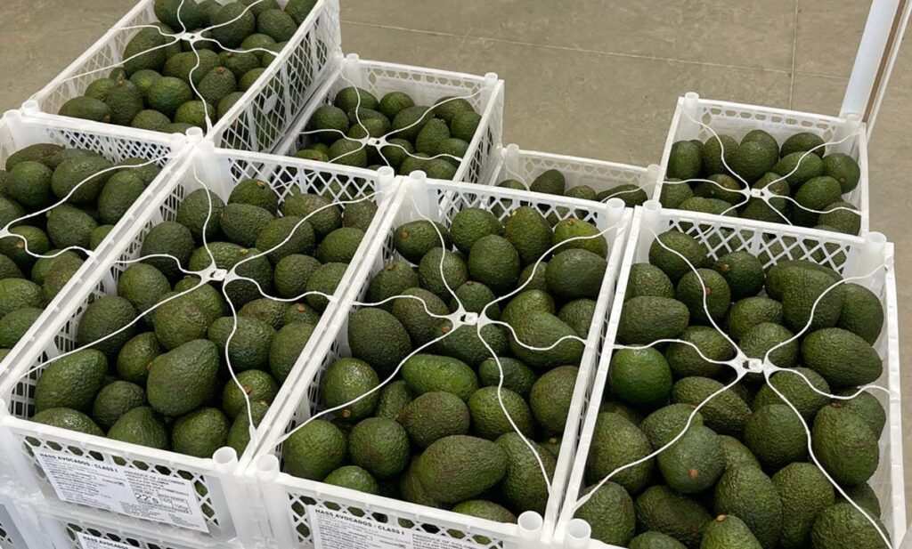 Aguacate Hass colombiano cierra 2025 con cifras positivas y fuerte demanda desde Europa