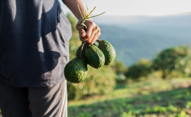 Cambio climático empuja al aguacate de Florida hacia el norte, abriendo la puerta la codiciada Hass