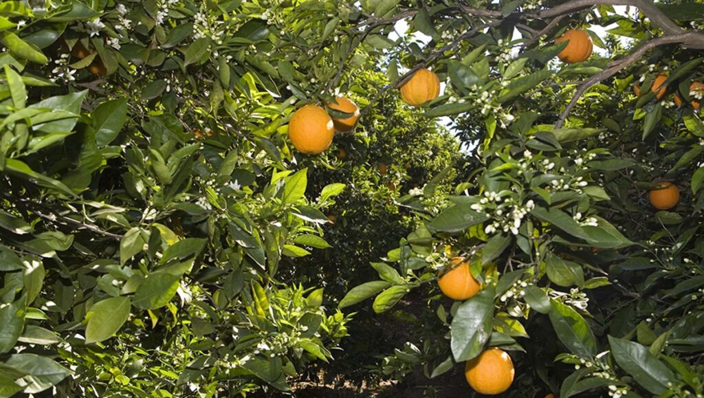 Interceptan naranjas egipcias en Italia por exceso de productos fitosanitarios prohibidos en la Unión Europea