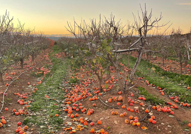 Desperdicios del caqui en España