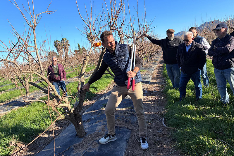 AVA-ASAJA solicita nueva normativa para el caqui