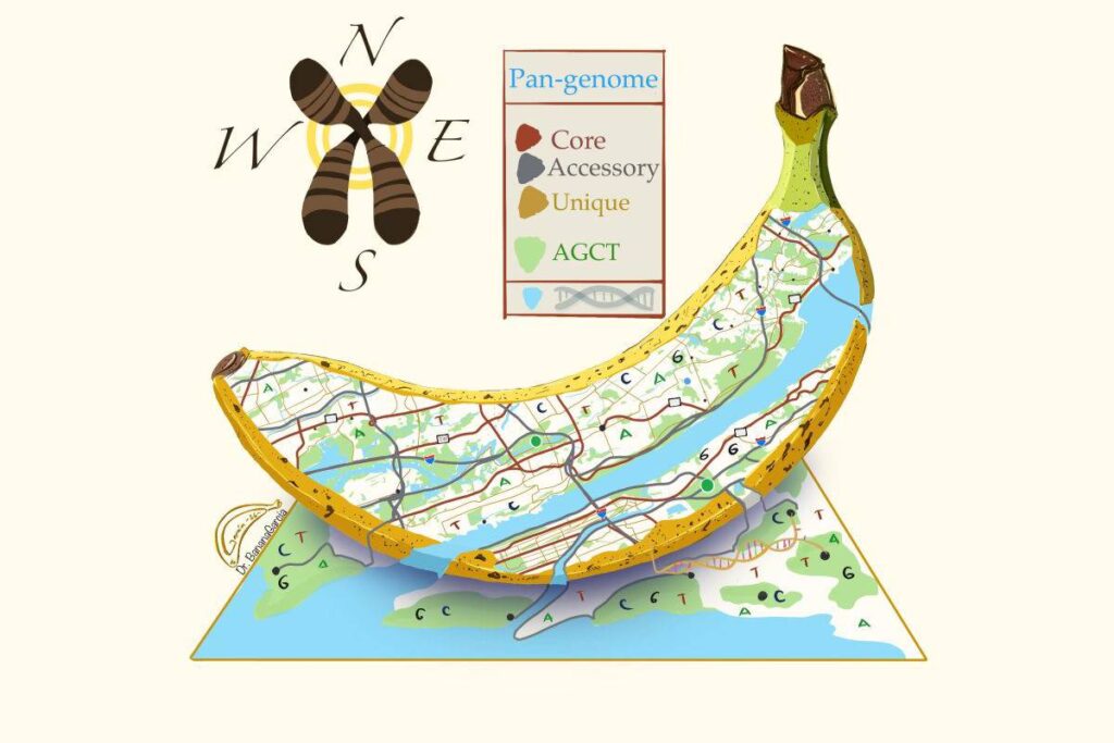 Mapeando el futuro de los bananos: Pan-genoma del banano aceleraría el desarrollo de variedades más resilientes a enfermedades y cambio climático