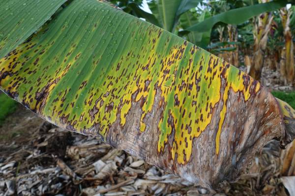Mapeando el futuro de los bananos: Pan-genoma del banano aceleraría el desarrollo de variedades más resilientes a enfermedades y cambio climático 3 planta de banano infectada con Sigatoka negra, una enfermedad beneficiada por el descubrimiento del pan-genoma del banano
