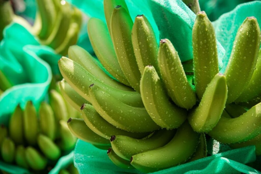 Bananeros colombianos piden “precio digno” al retail europeo frente a alza de costos de producción