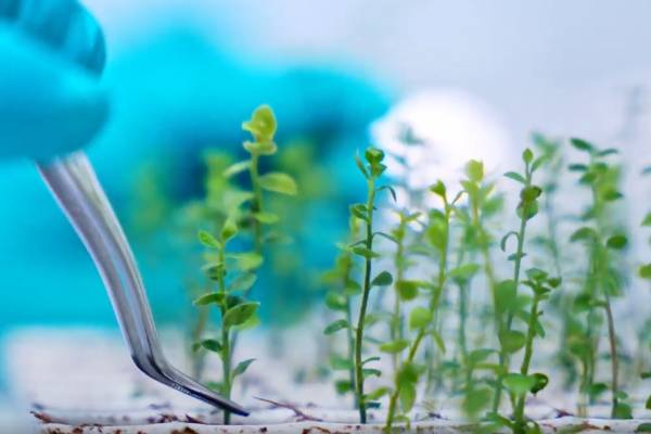 Camposol lanza ORIGEN, su nuevo programa de mejora genética de arándanos