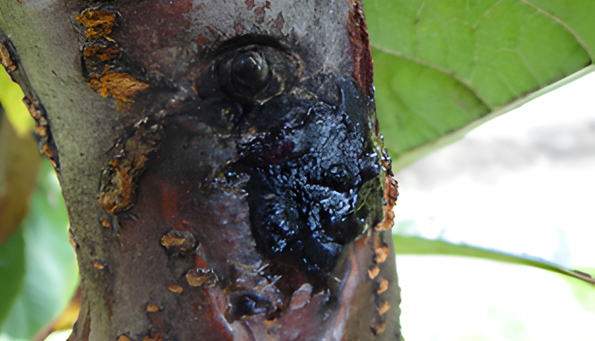 Cáncer bacterial del cerezo: estudio de INIA revela adaptación del patógeno y alerta sobre resistencia al cobre