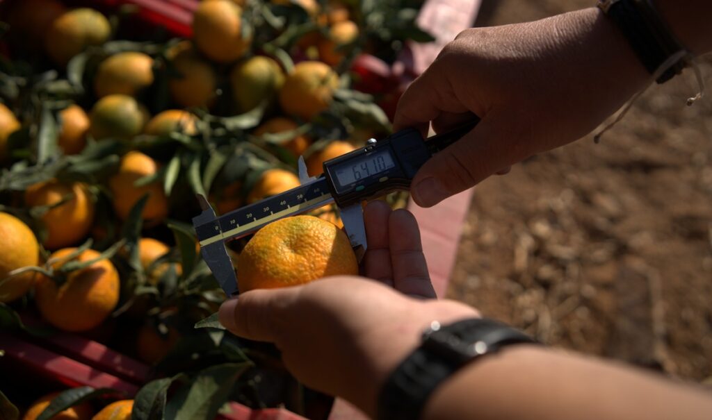 Bagu lleva a Fruit Logistica el informe que respalda a su clementina XLO, llamada a transformar el inicio de campaña