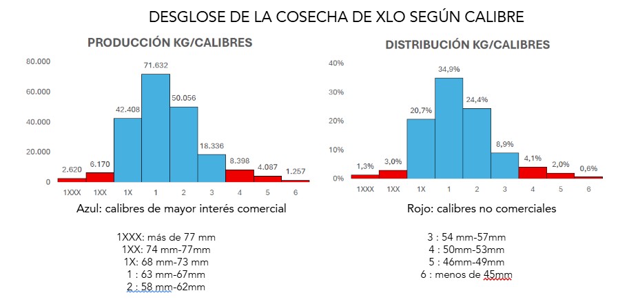 Bagu lleva a Fruit Logistica el informe que respalda a su clementina XLO, llamada a transformar el inicio de campaña 4 Bagu lleva a Fruit Logistica el informe que respalda a su clementina XLO, llamada a transformar el inicio de campaña