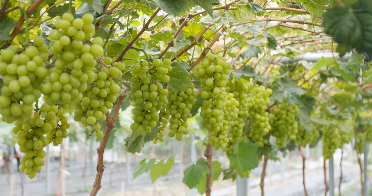 El mercado de la uva en India apunta a un crecimiento estratégico hacia 2035