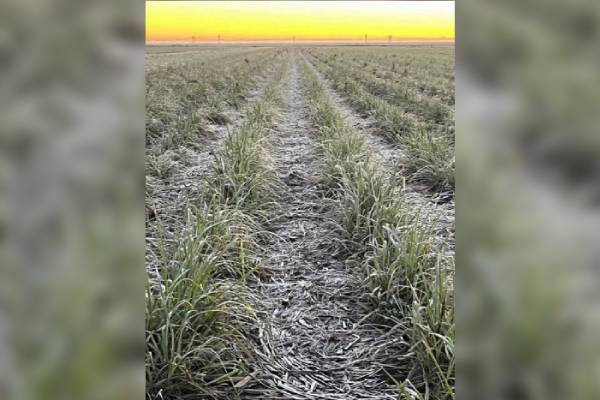 Los daños por heladas en Florida ascienden a US$ 3.100 millones: cítricos, berries y caña de azúcar enfrentan pérdidas masivas