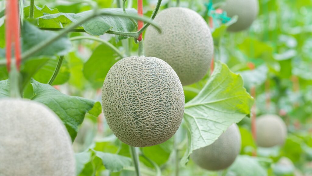 Brasil: Exportaciones de melón caen en enero por cierre anticipado de cosecha en Rio Grande do Norte y Ceará