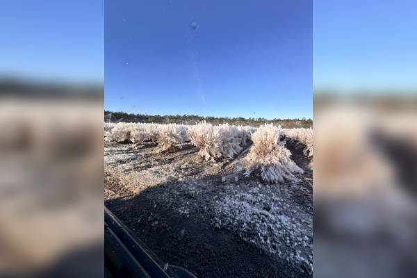 florida blueberry fields