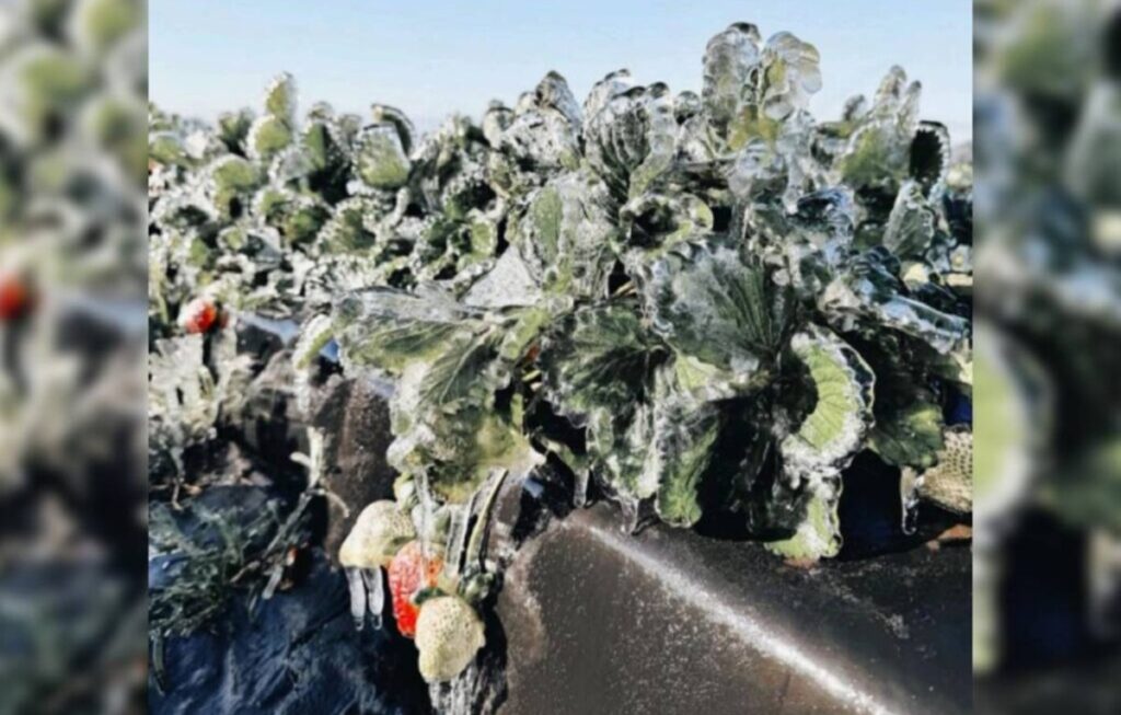 Los daños por heladas en Florida ascienden a US$ 3.100 millones: cítricos, berries y caña de azúcar enfrentan pérdidas masivas