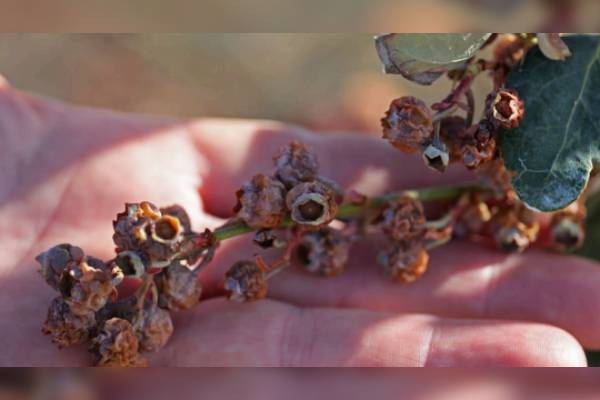 Los daños por heladas en Florida ascienden a US$ 3.100 millones: cítricos, berries y caña de azúcar enfrentan pérdidas masivas