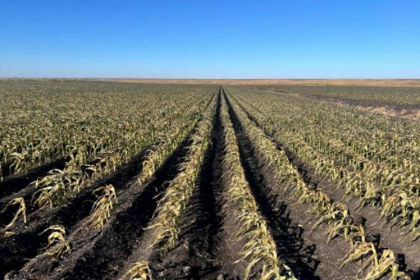 Los daños por heladas en Florida ascienden a US$ 3.100 millones: cítricos, berries y caña de azúcar enfrentan pérdidas masivas