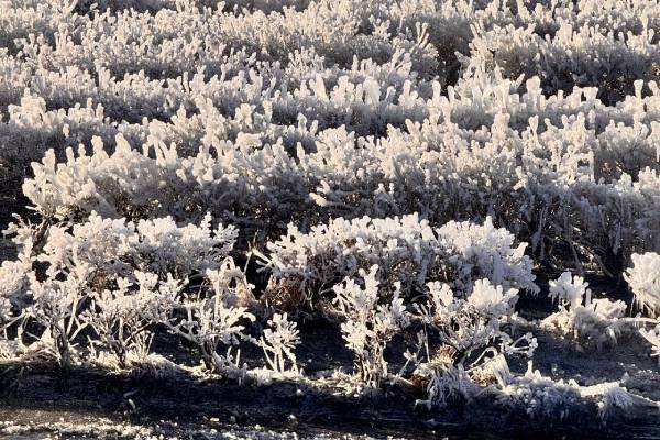 frozen blueberry fields