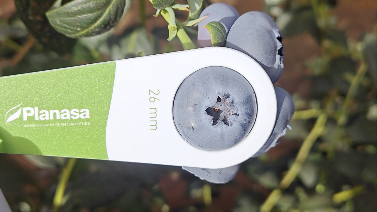 El arándano Blue Maldiva consolida su desempeño productivo en México y China