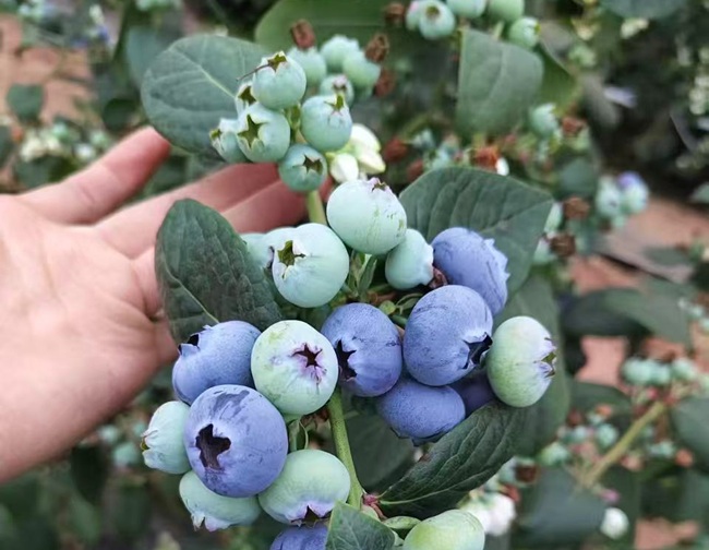 El arándano Blue Maldiva consolida su desempeño productivo en México y China