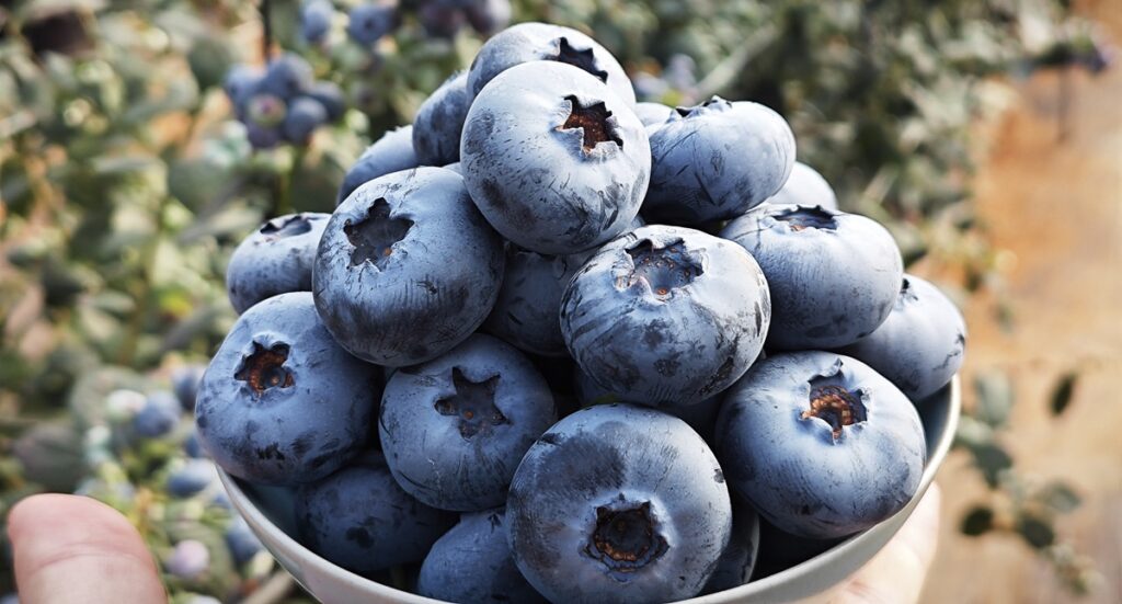 Arándano Blue Maldiva consolida su desempeño productivo en México y China