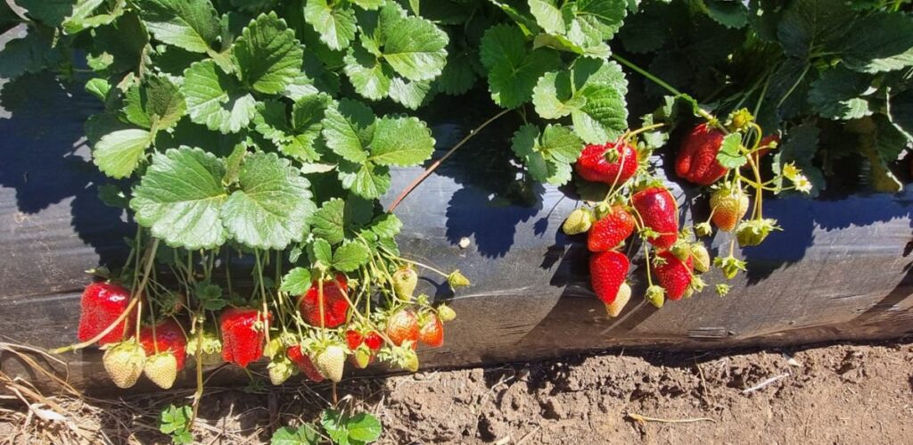 La revolución de Alpina 10: la frutilla que eleva el rendimiento hasta 70 toneladas por hectárea en Chile