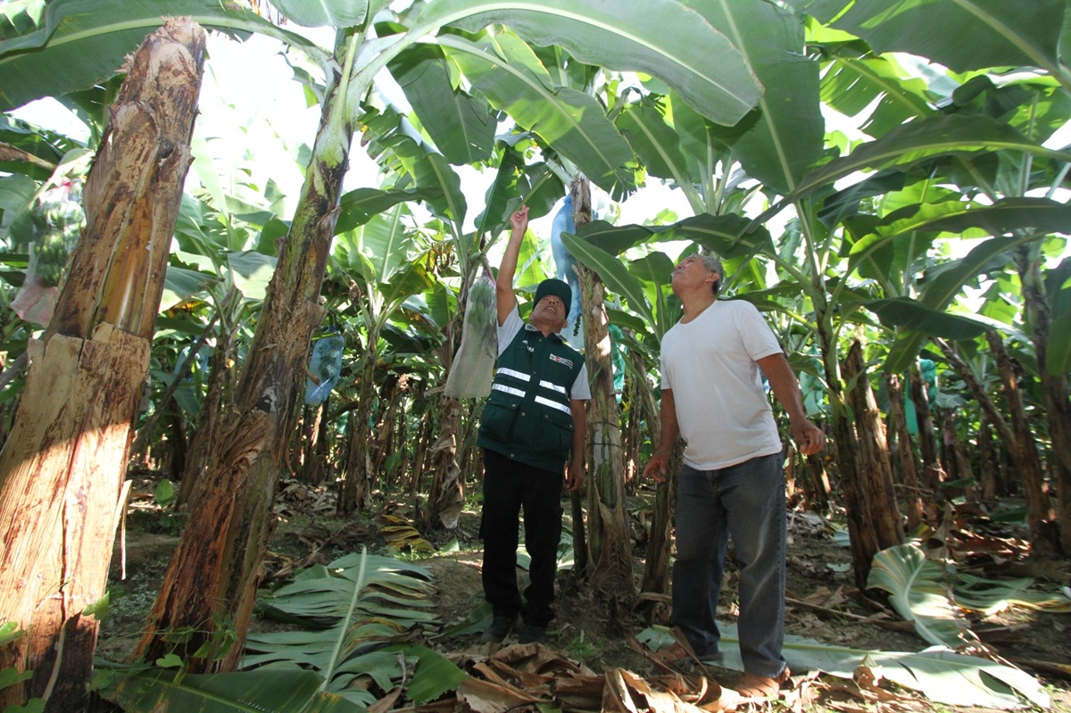 Banano peruano en Argentina: oportunidades y desafíos tras la apertura del mercado 3 Banano peruano en Argentina: oportunidades y desafíos tras la apertura del mercado