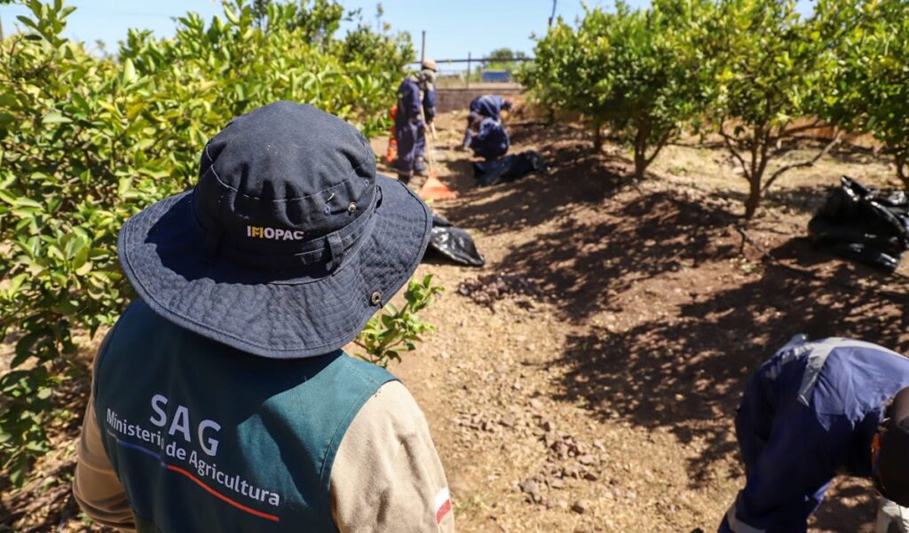 Chile: Ministerio de Agricultura destaca 50% de avance en erradicación de brotes de mosca de la fruta
